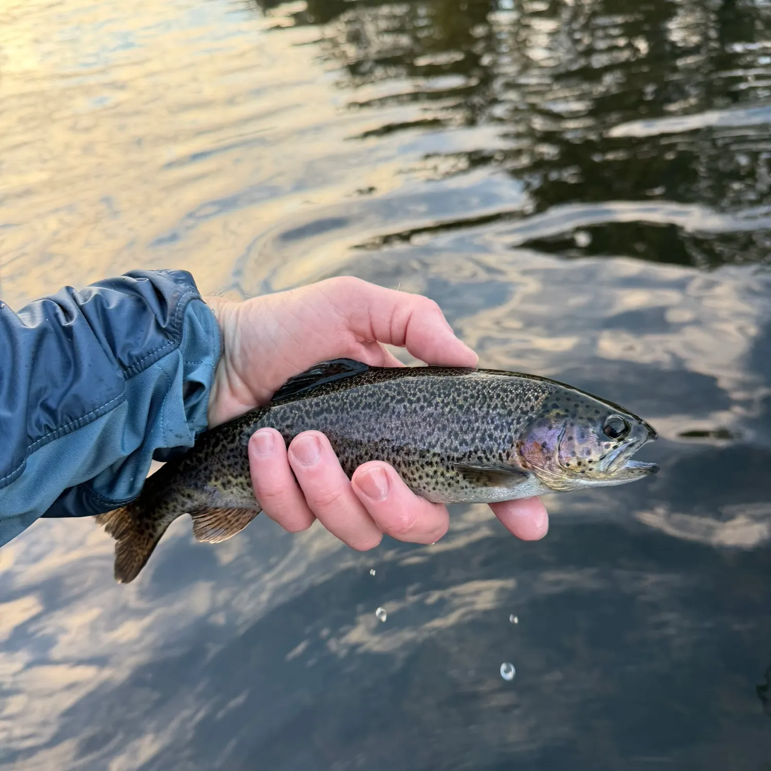 Rainbow trout caught on Fishbrain