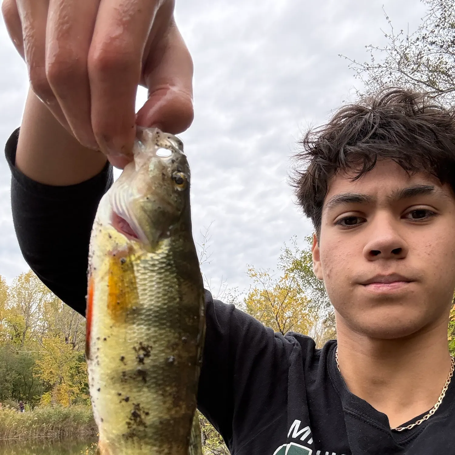 Yellow perch caught on Fishbrain