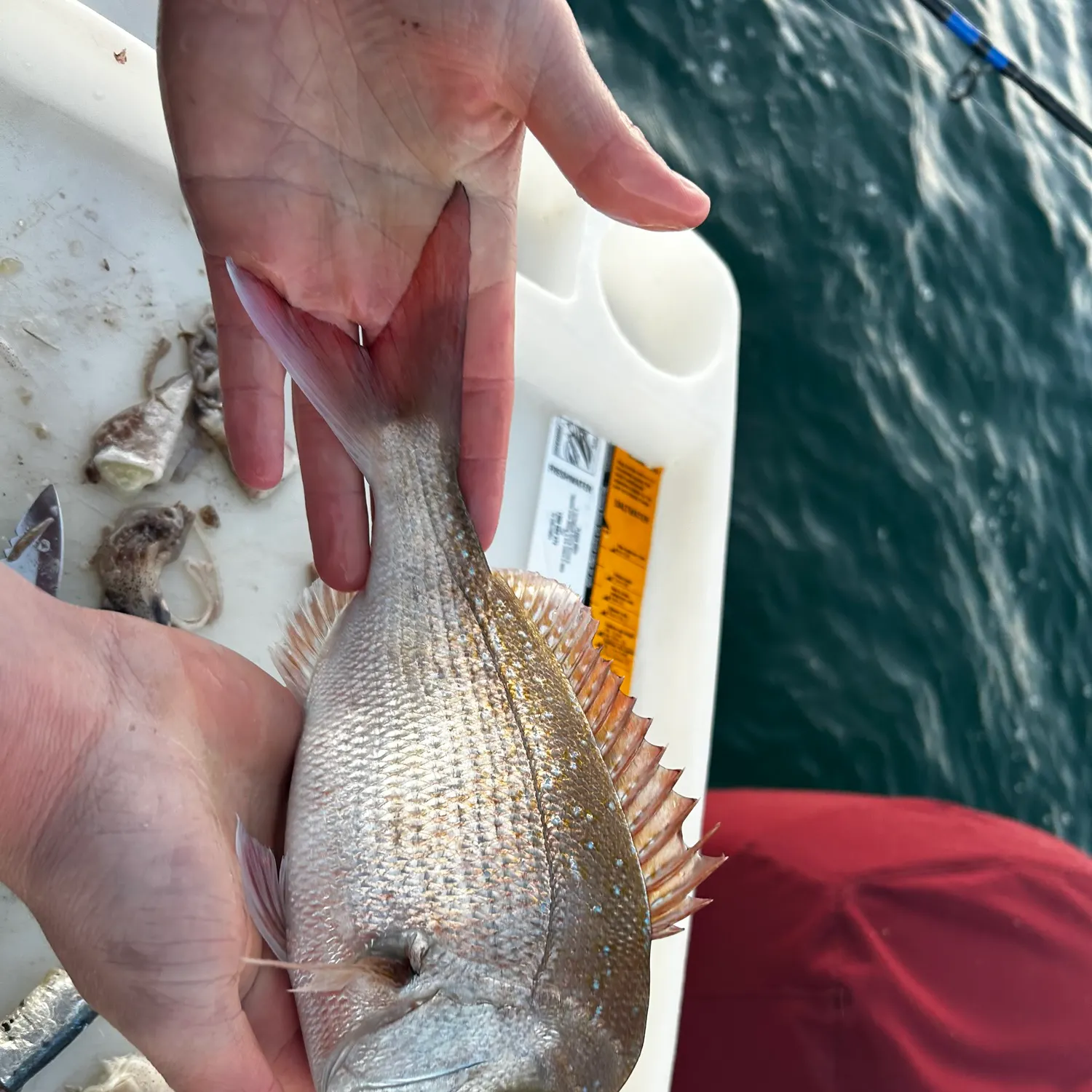 The most recent Australasian snapper catches on Fishbrain