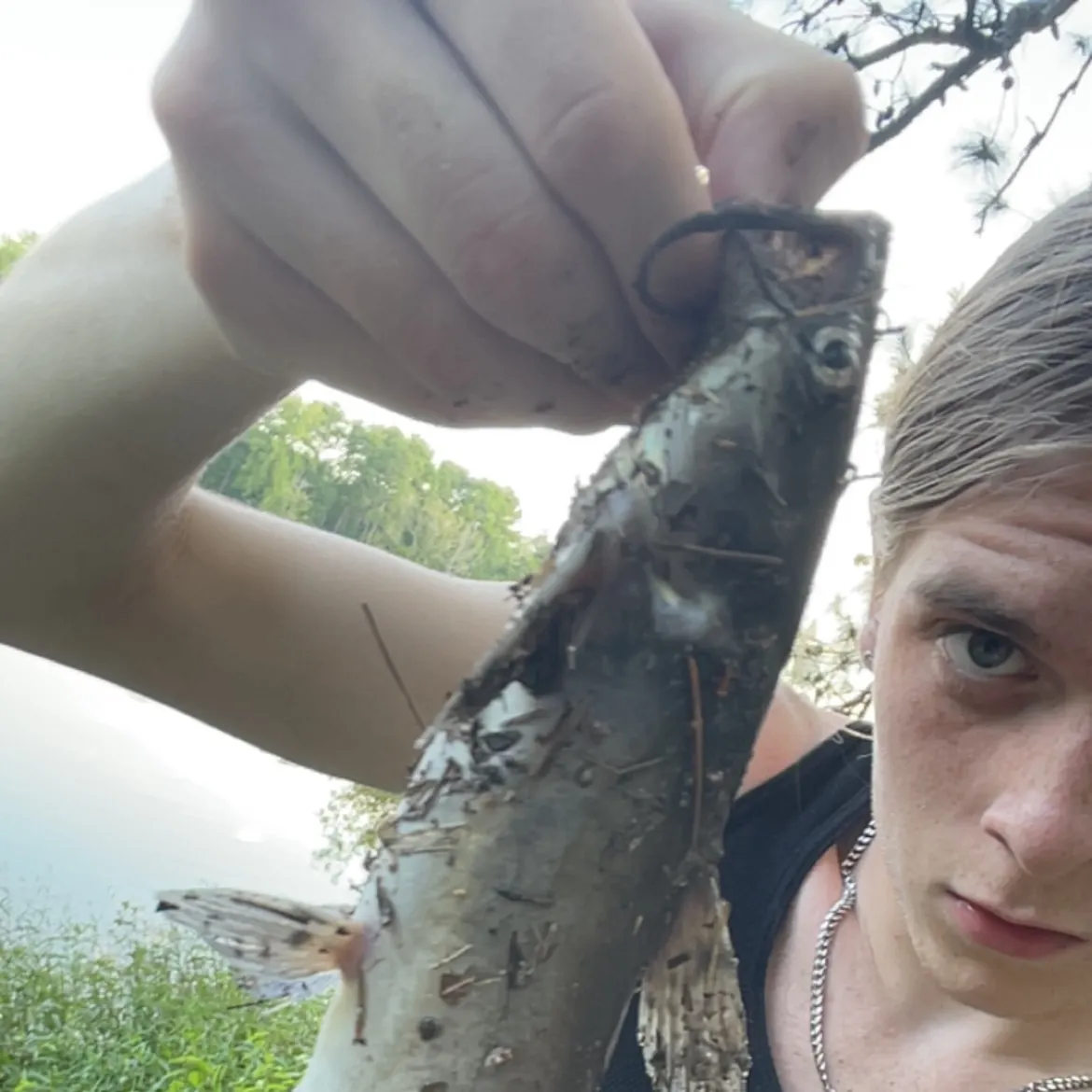 Channel catfish caught on Fishbrain