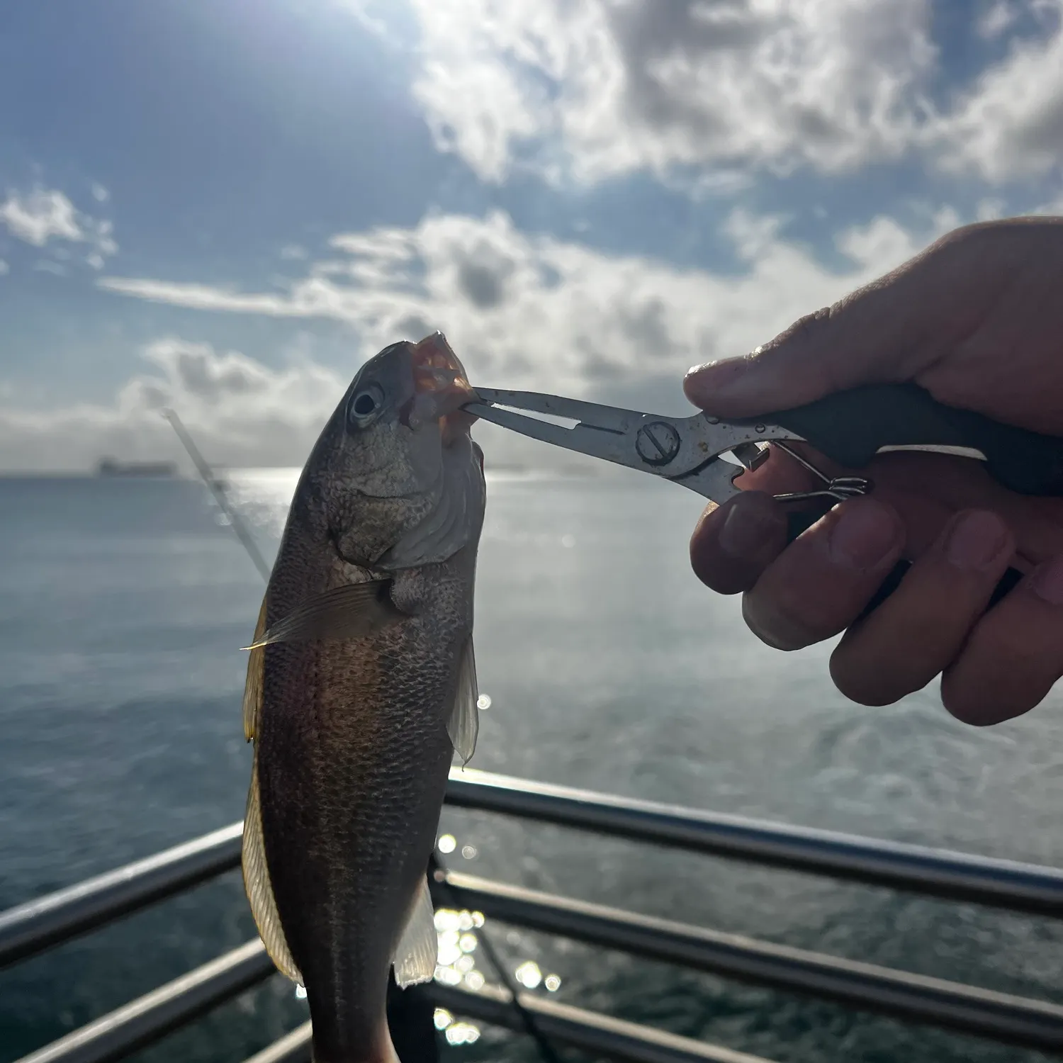 Fish caught on Fishbrain