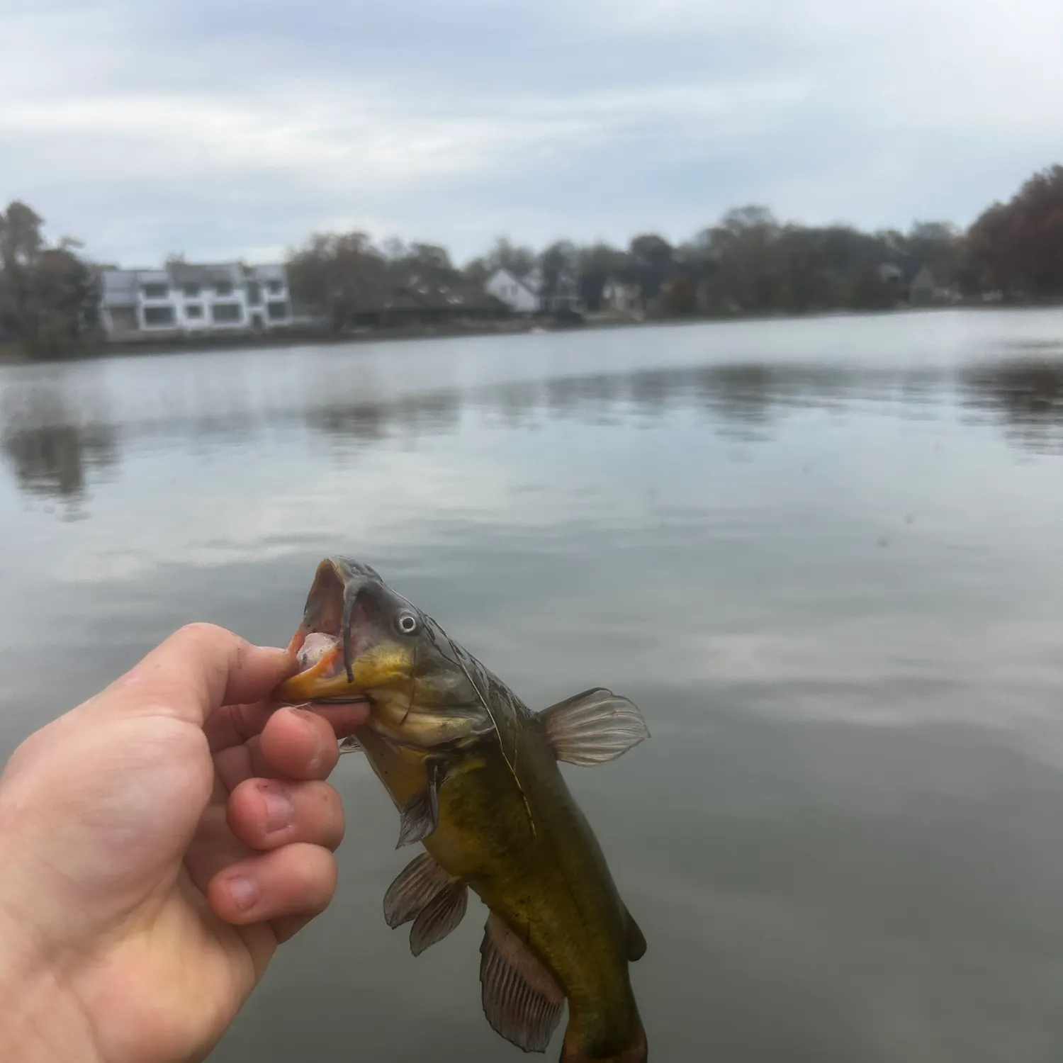 The most recent Black bullhead catches on Fishbrain