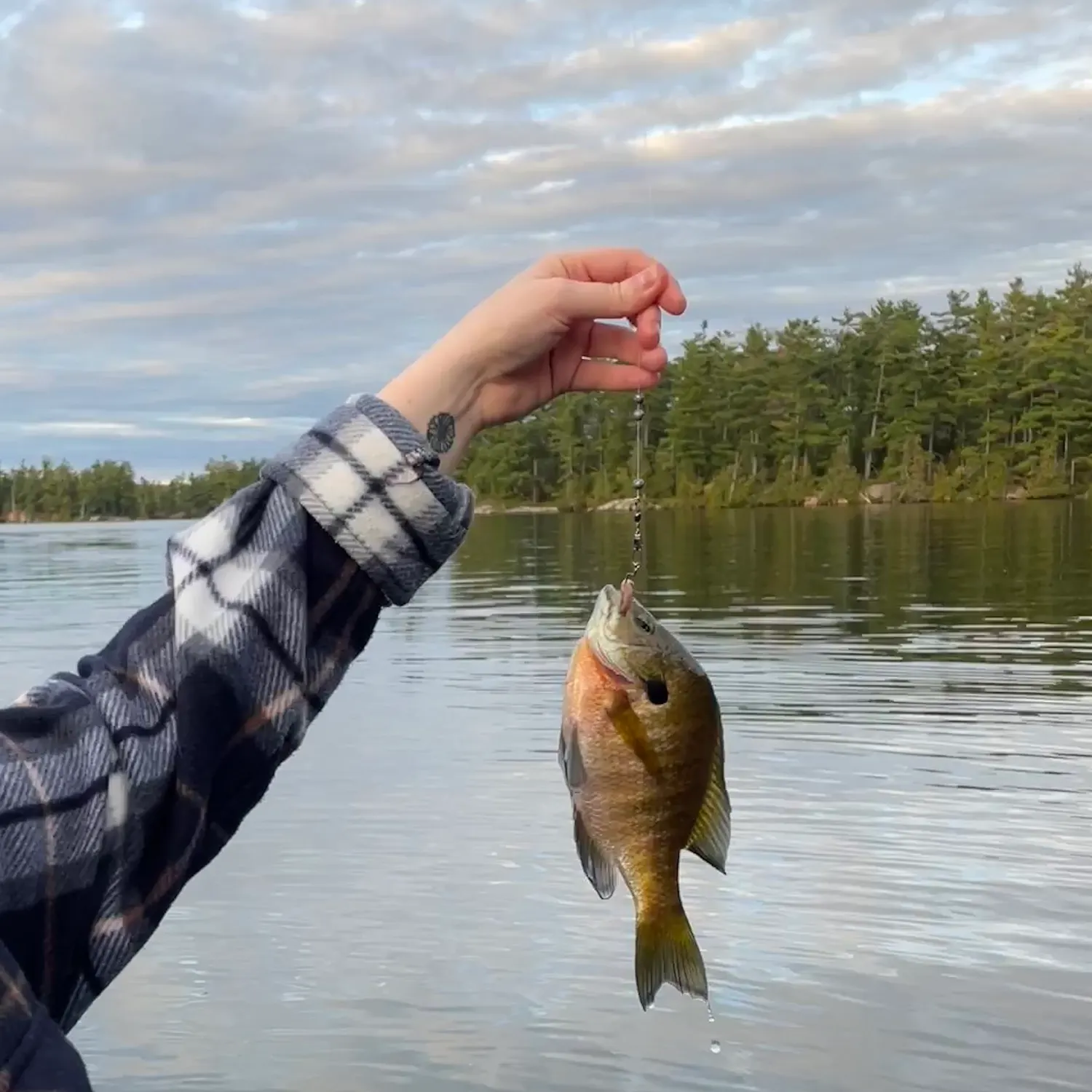 Pumpkinseed caught on Fishbrain