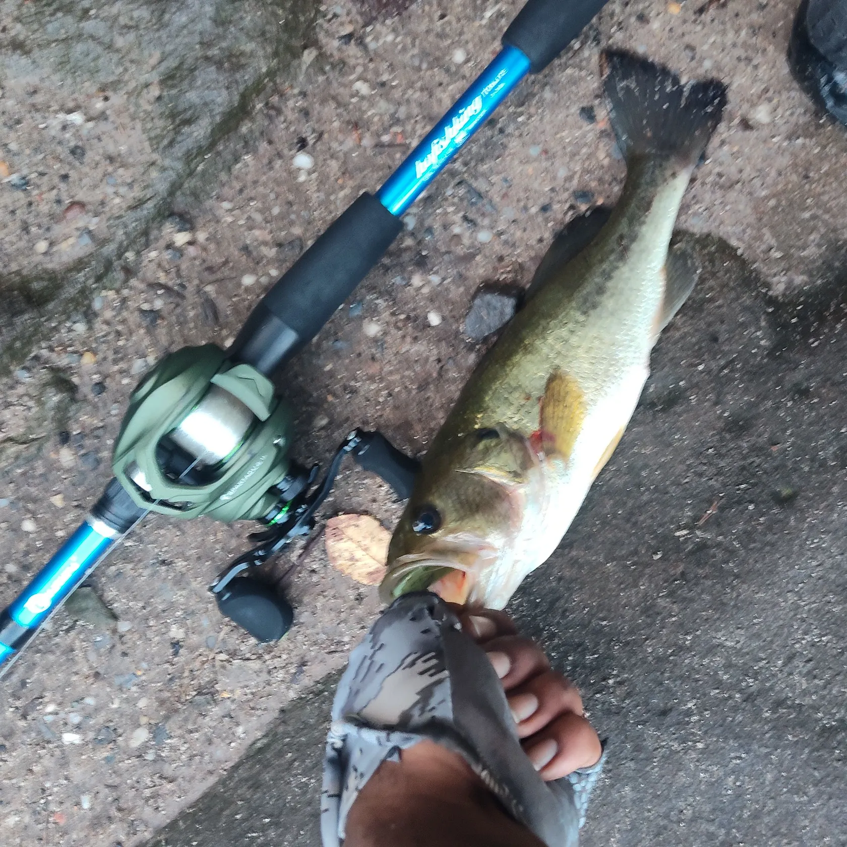 Largemouth bass caught on Fishbrain