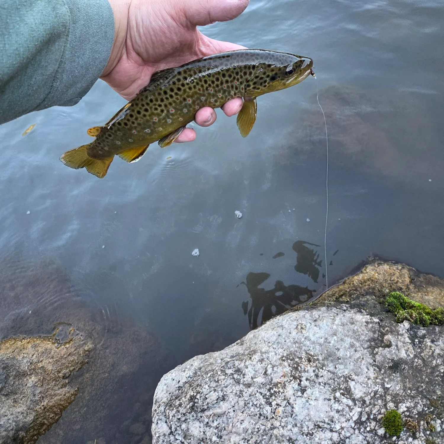 Brown trout caught on Fishbrain