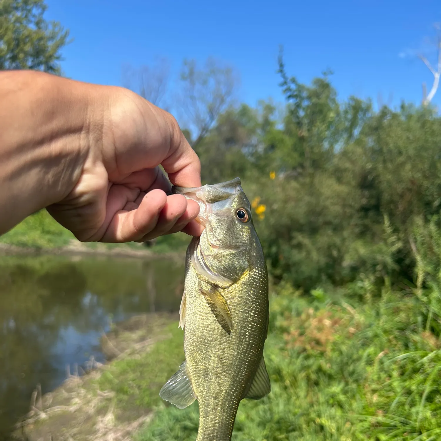 Largemouth bass caught on Fishbrain