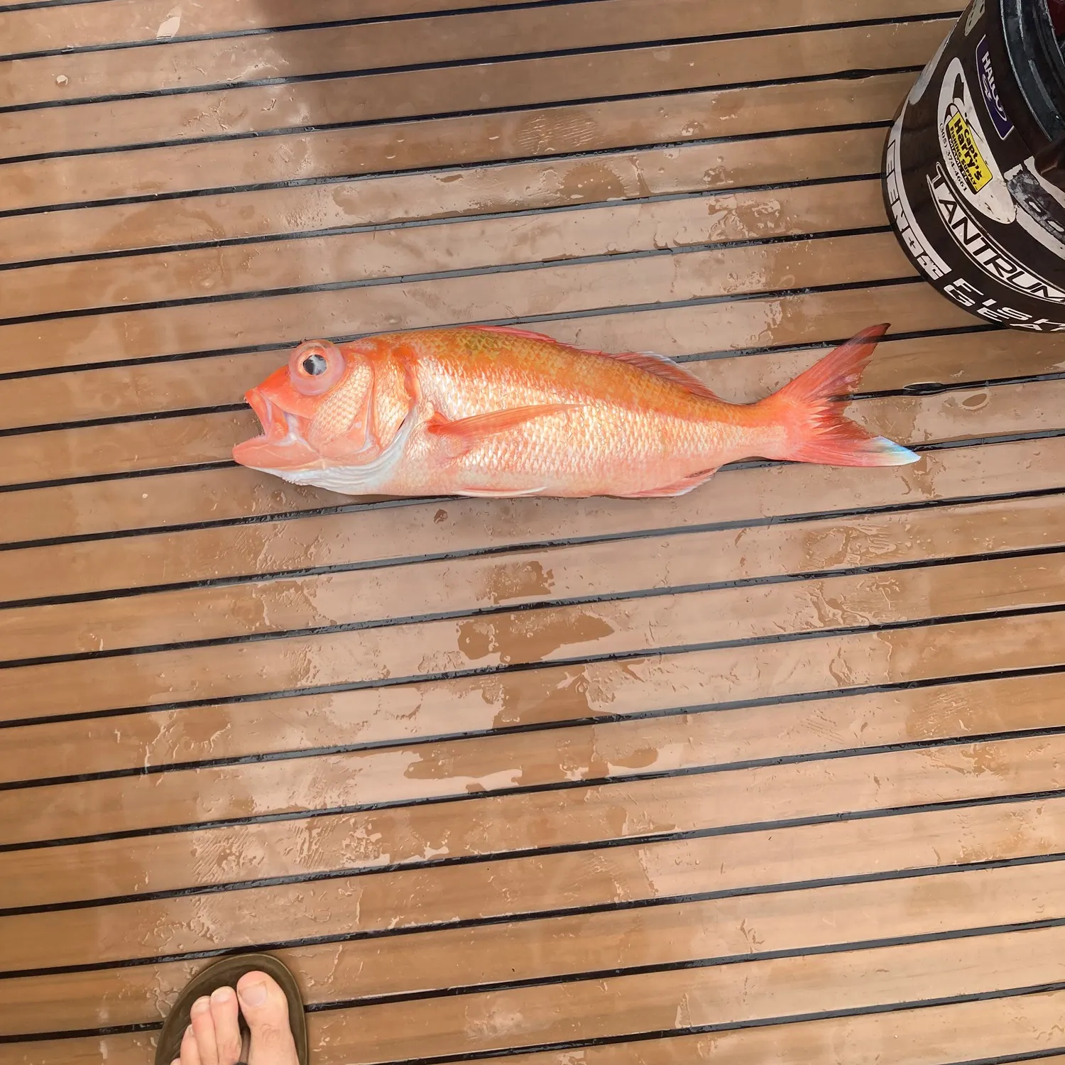The most recent Flame snapper catches on Fishbrain