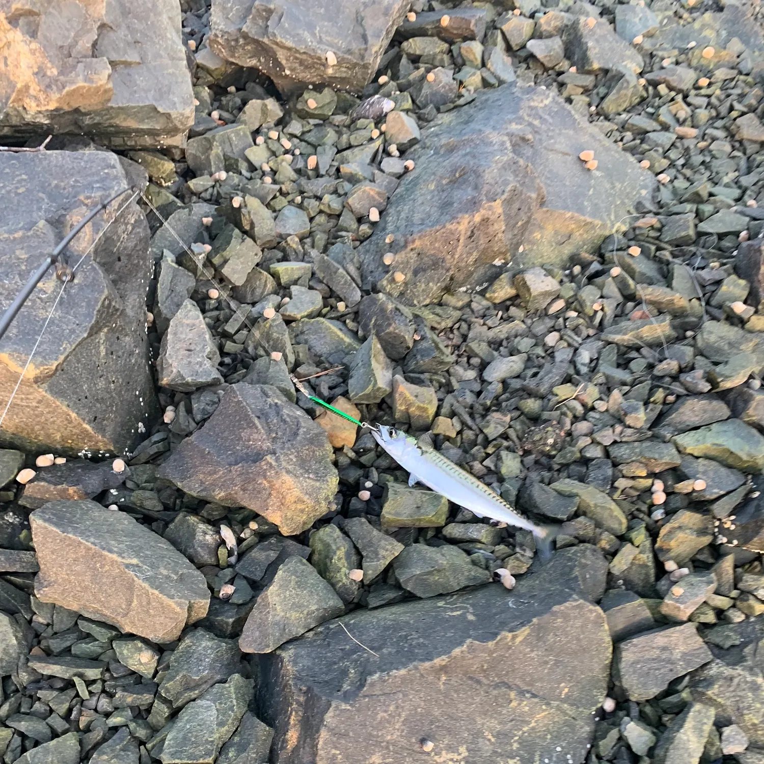 The most recent Atlantic mackerel catches on Fishbrain