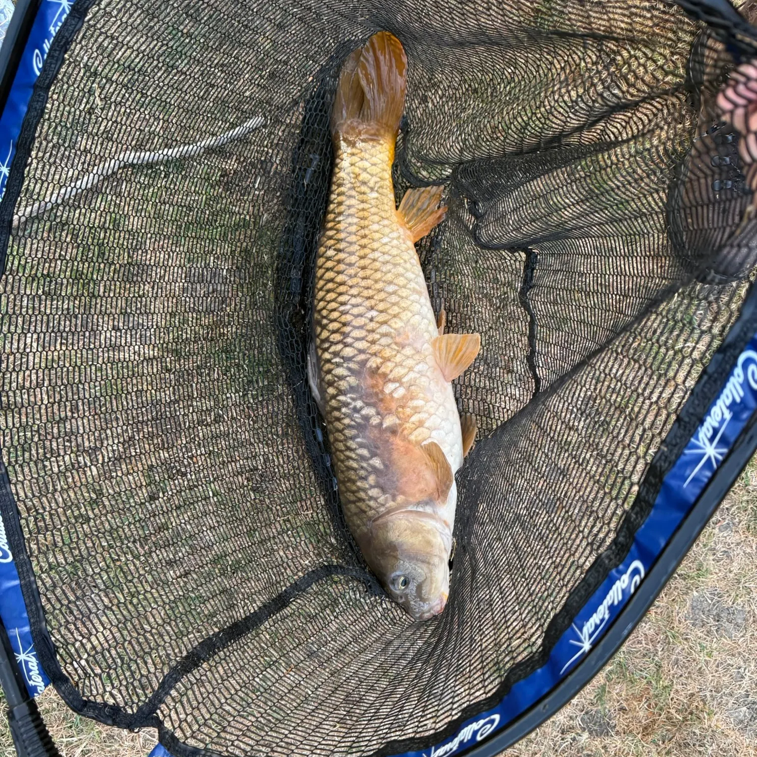 Common carp caught on Fishbrain