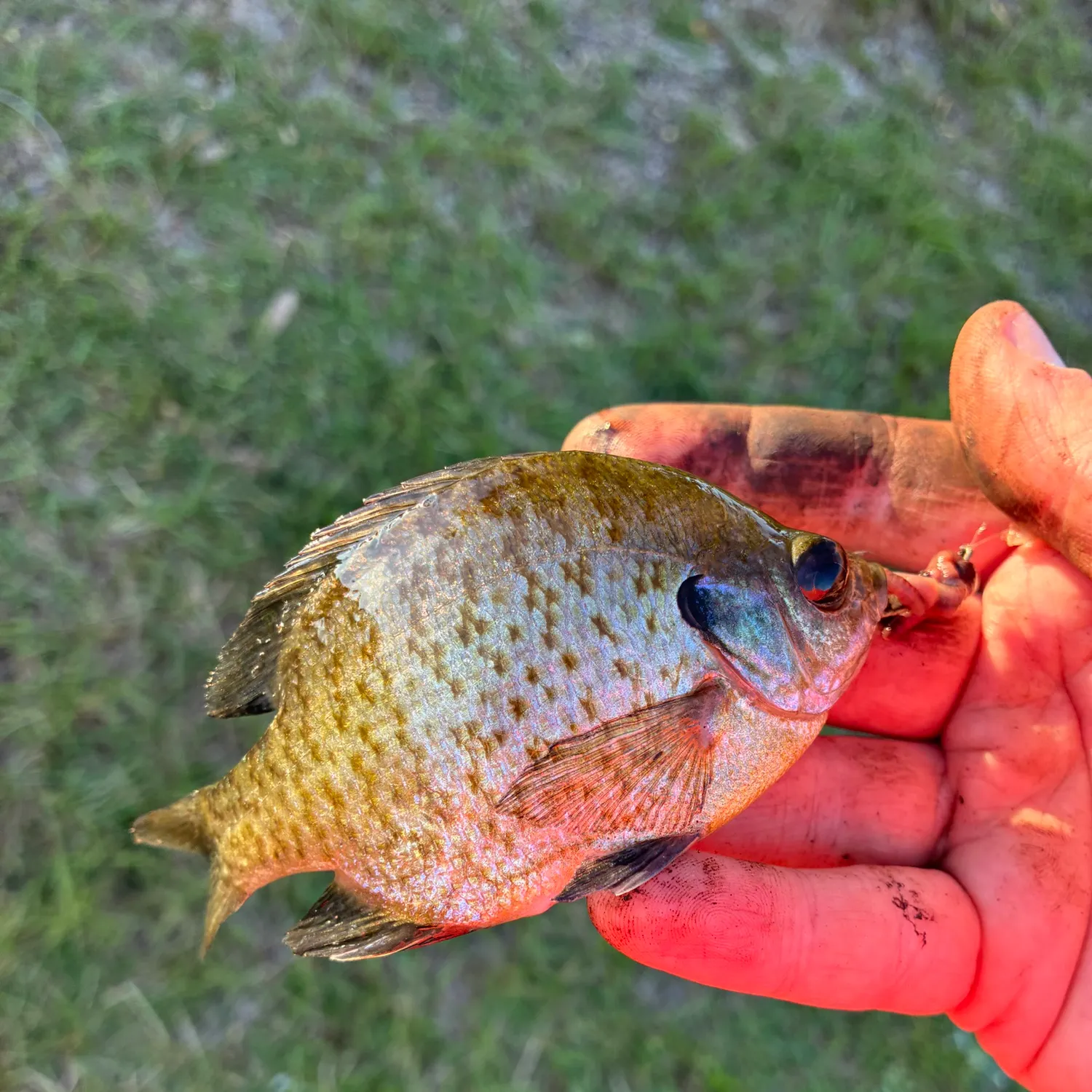 The most recent Redear x bluegill catches on Fishbrain