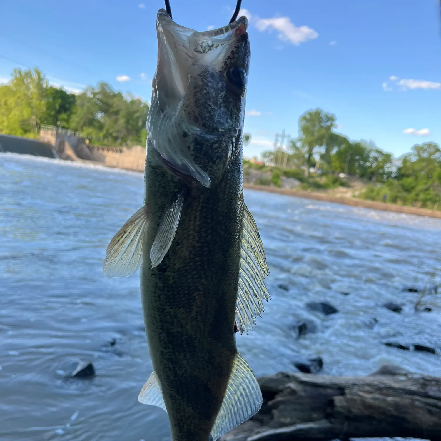 The most recent Saugeye catches on Fishbrain