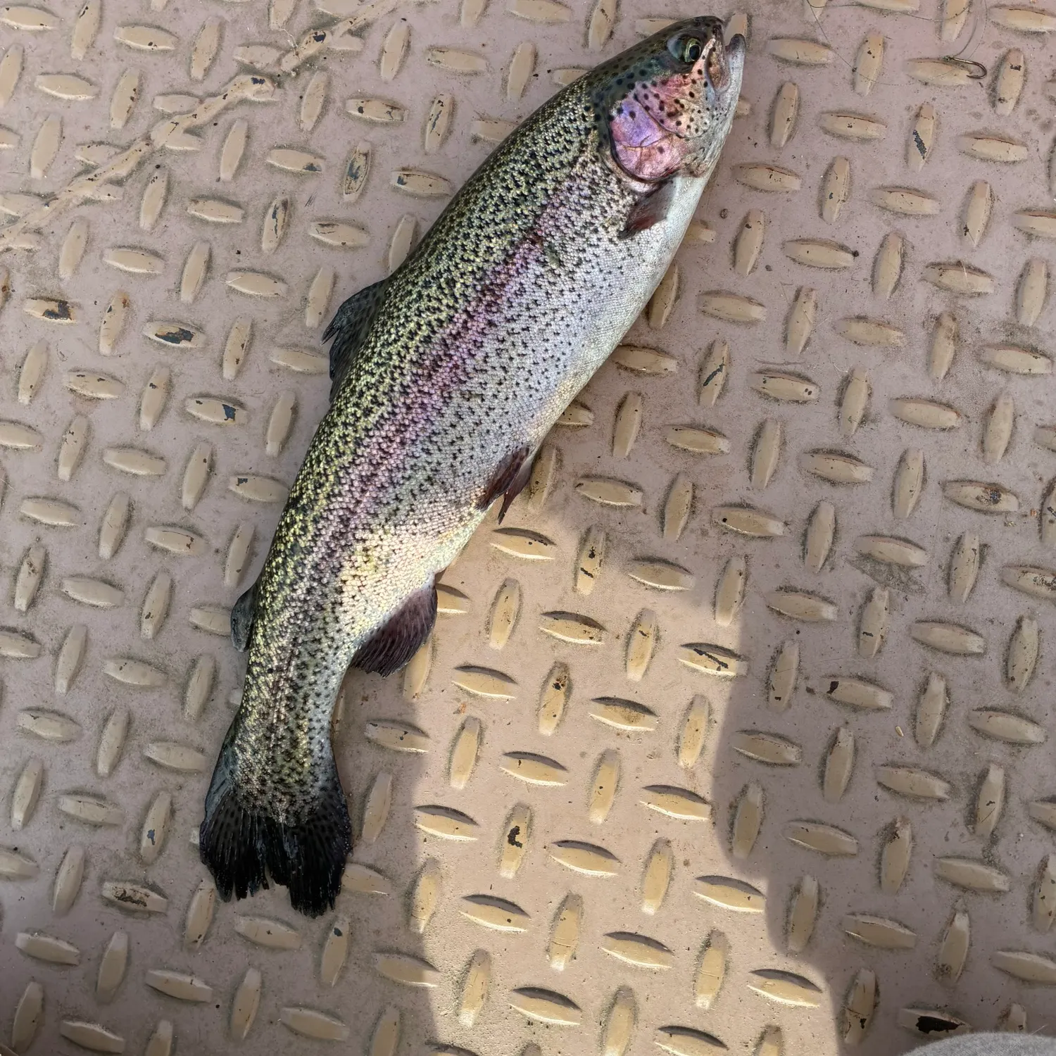 Rainbow trout caught on Fishbrain