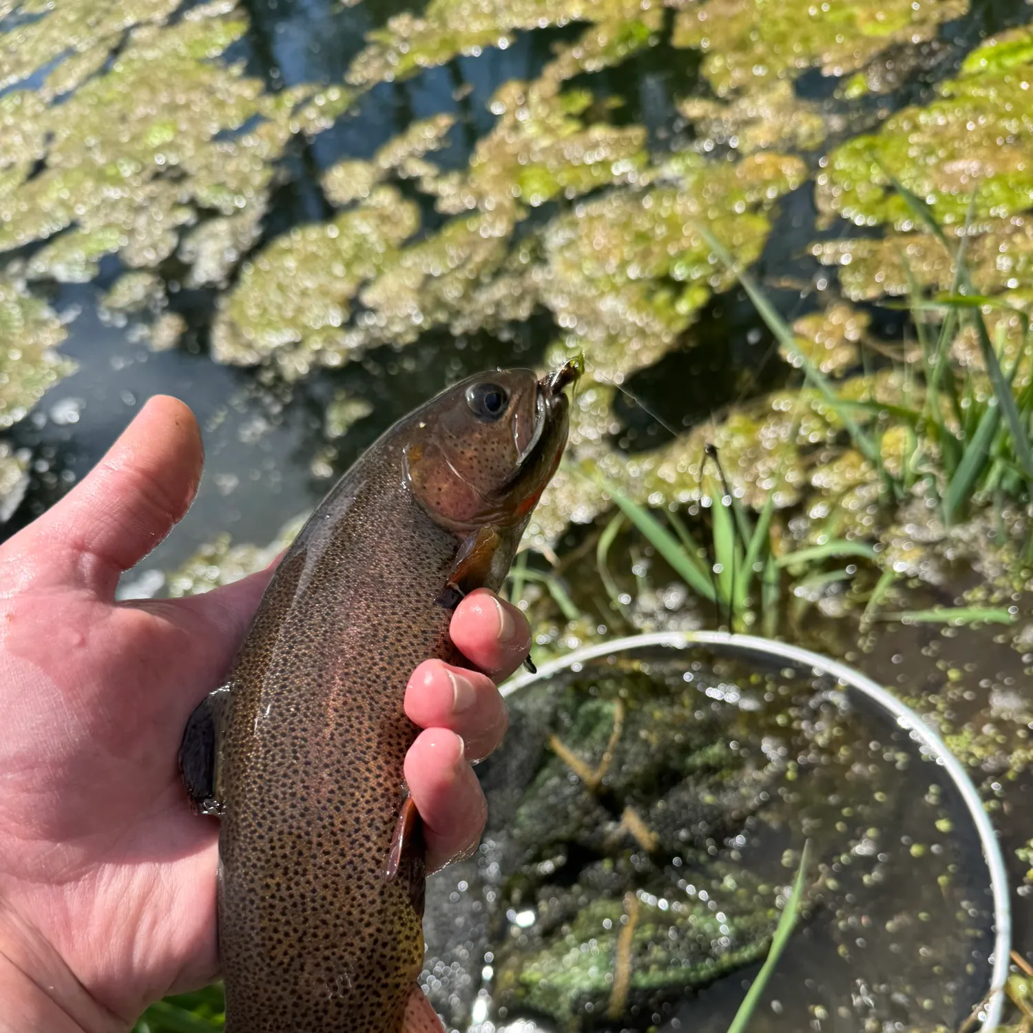 The most recent Snake River fine-spotted cutthroat trout catches on Fishbrain