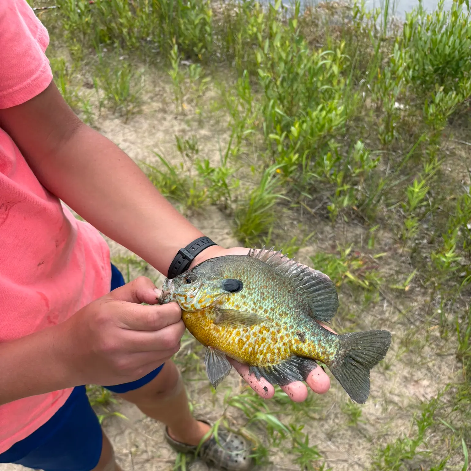 Pumpkinseed x green sunfish caught on Fishbrain
