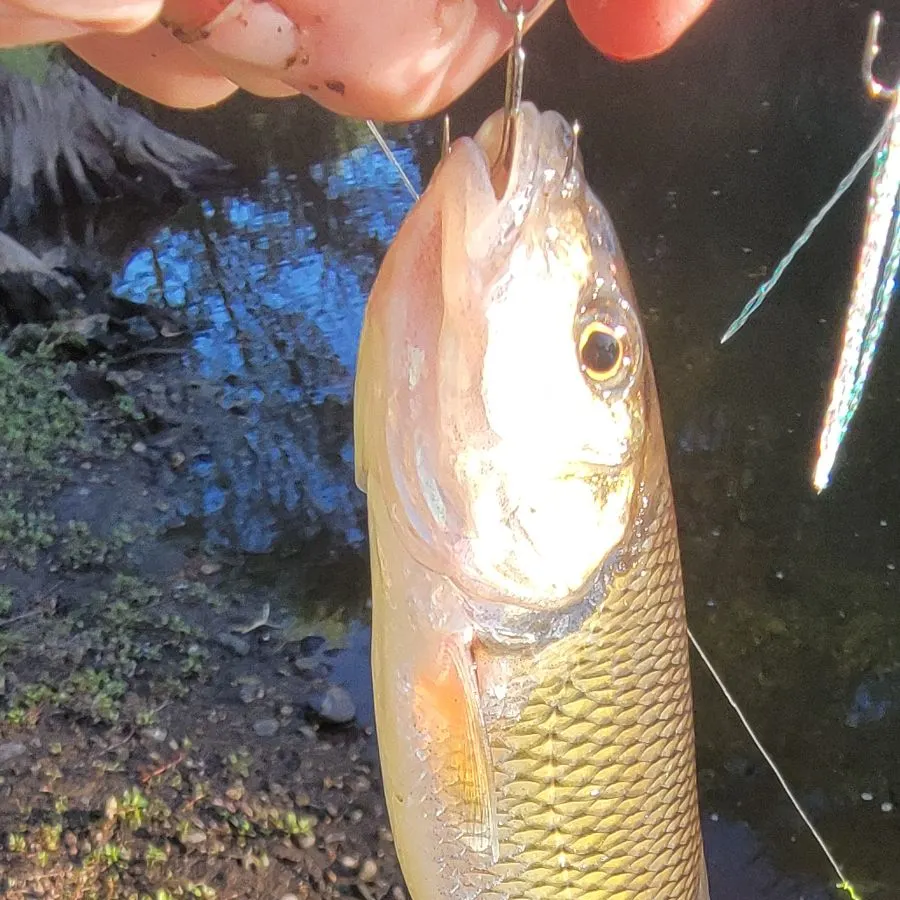 Fallfish caught on Fishbrain