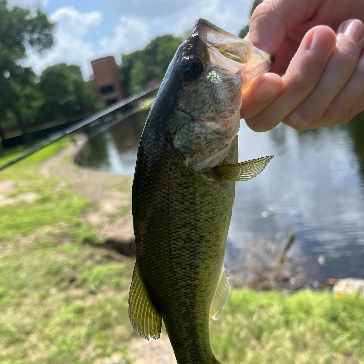 angler catch