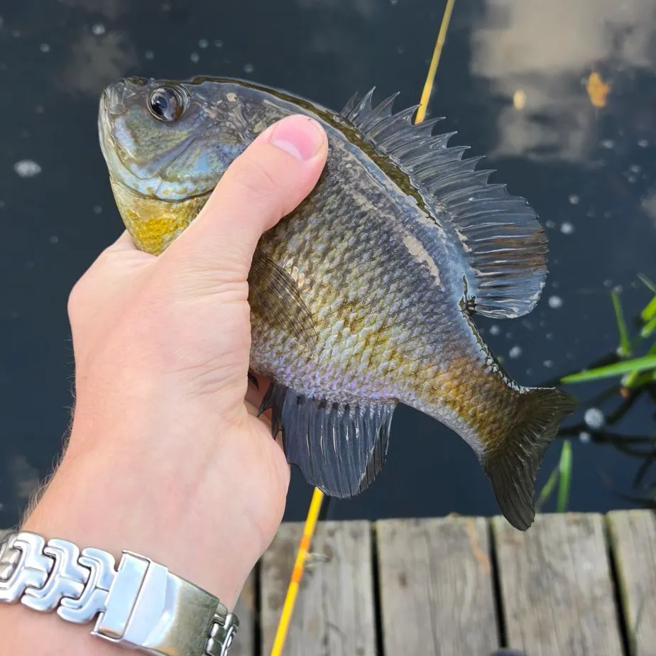 Bluegill caught on Fishbrain