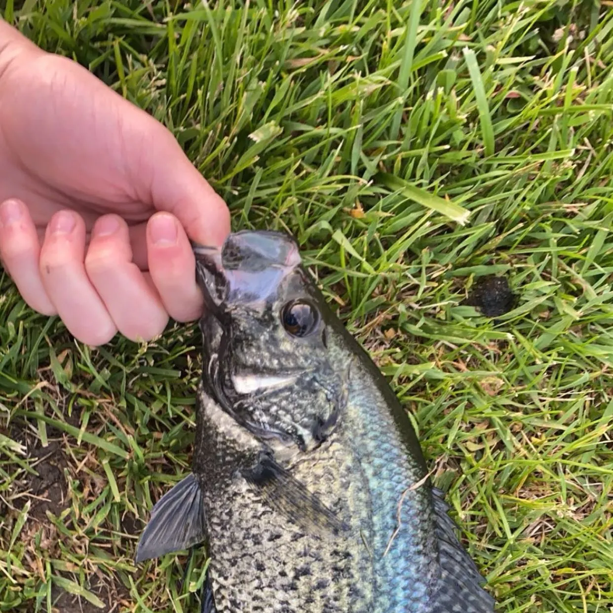 The most recent Magnolia crappie catches on Fishbrain
