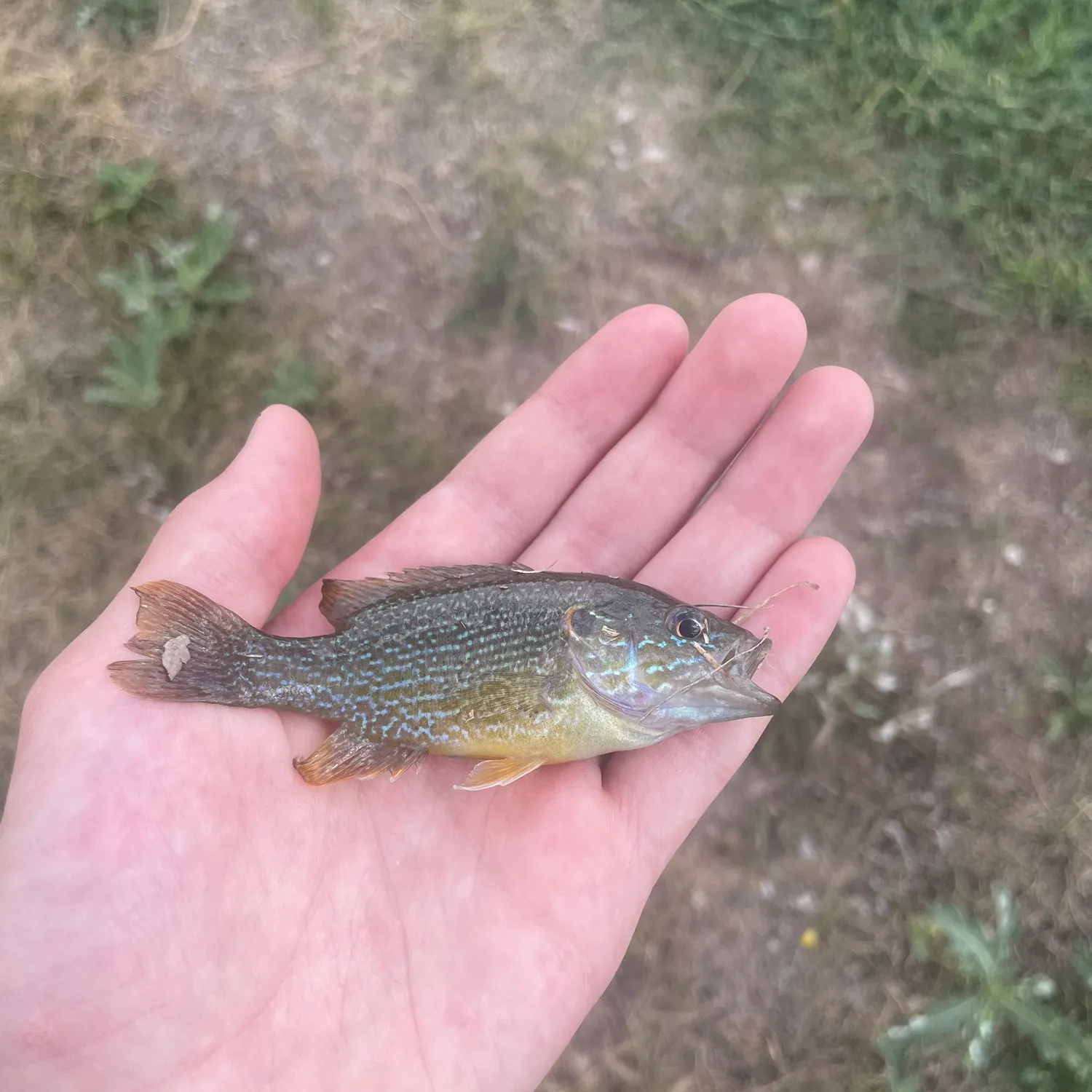 Green sunfish caught on Fishbrain