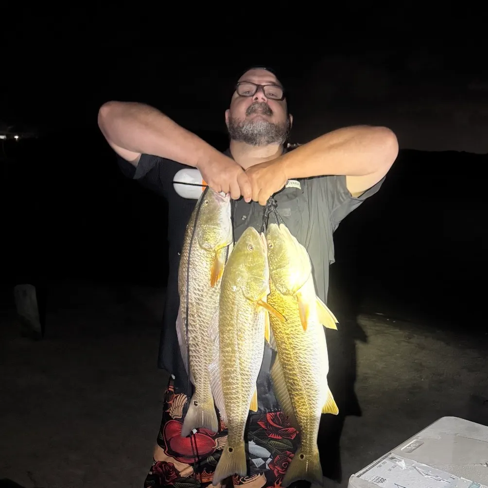 Red drum caught on Fishbrain