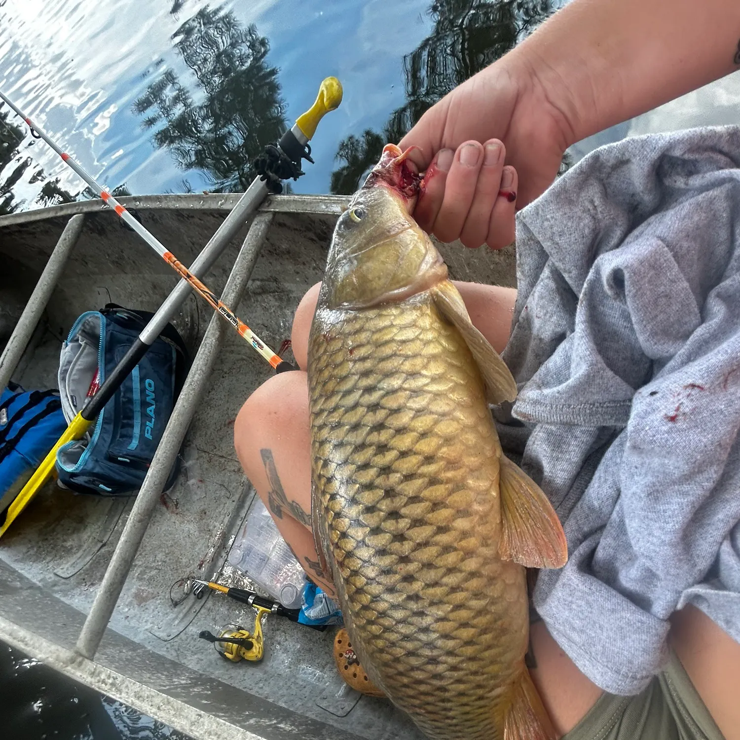 Common carp caught on Fishbrain