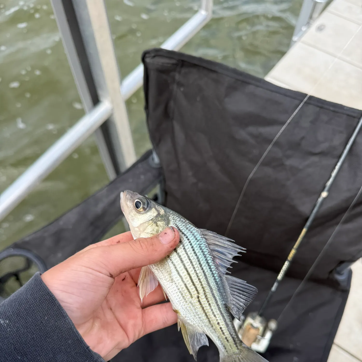 The most recent Yellow bass catches on Fishbrain