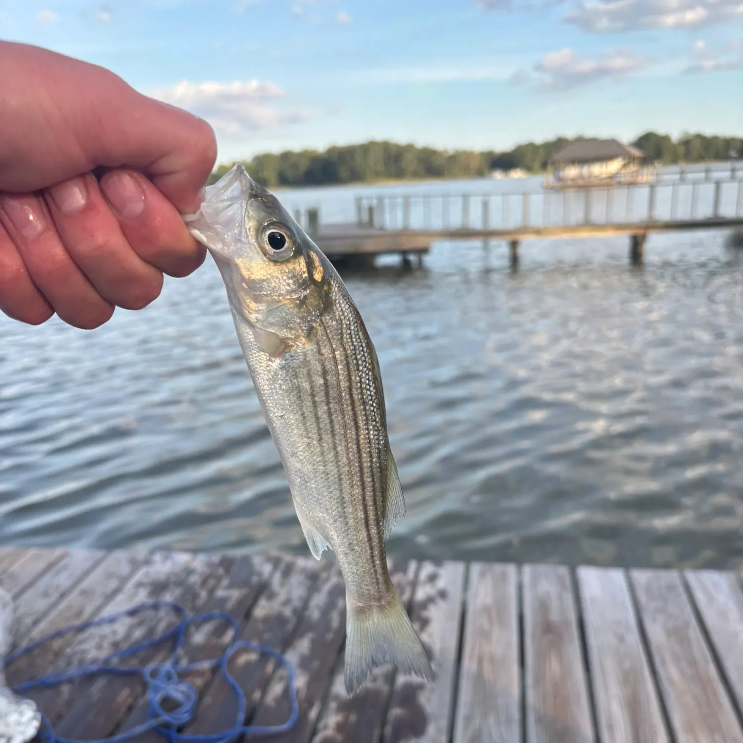 Striped bass caught on Fishbrain