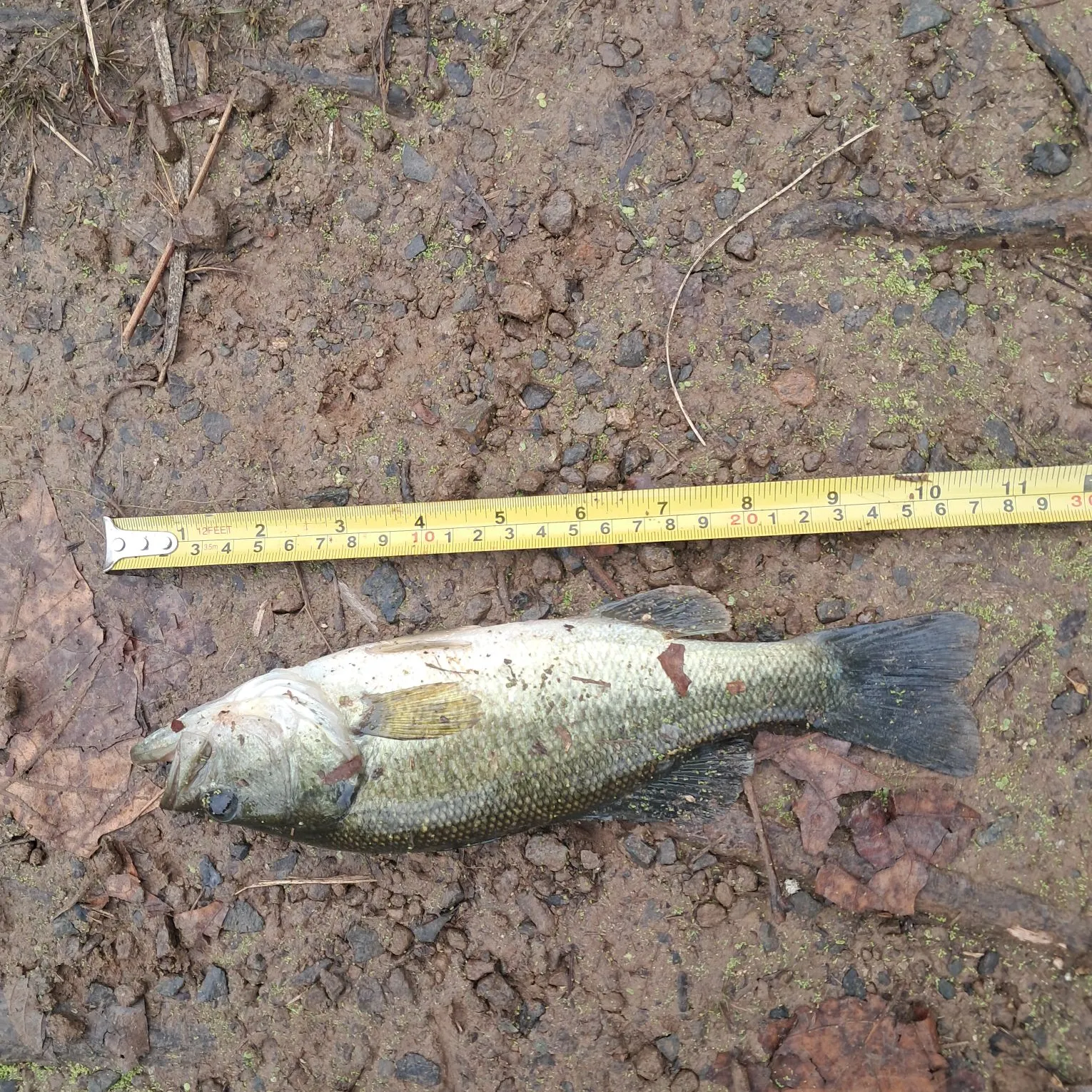 Largemouth bass caught on Fishbrain