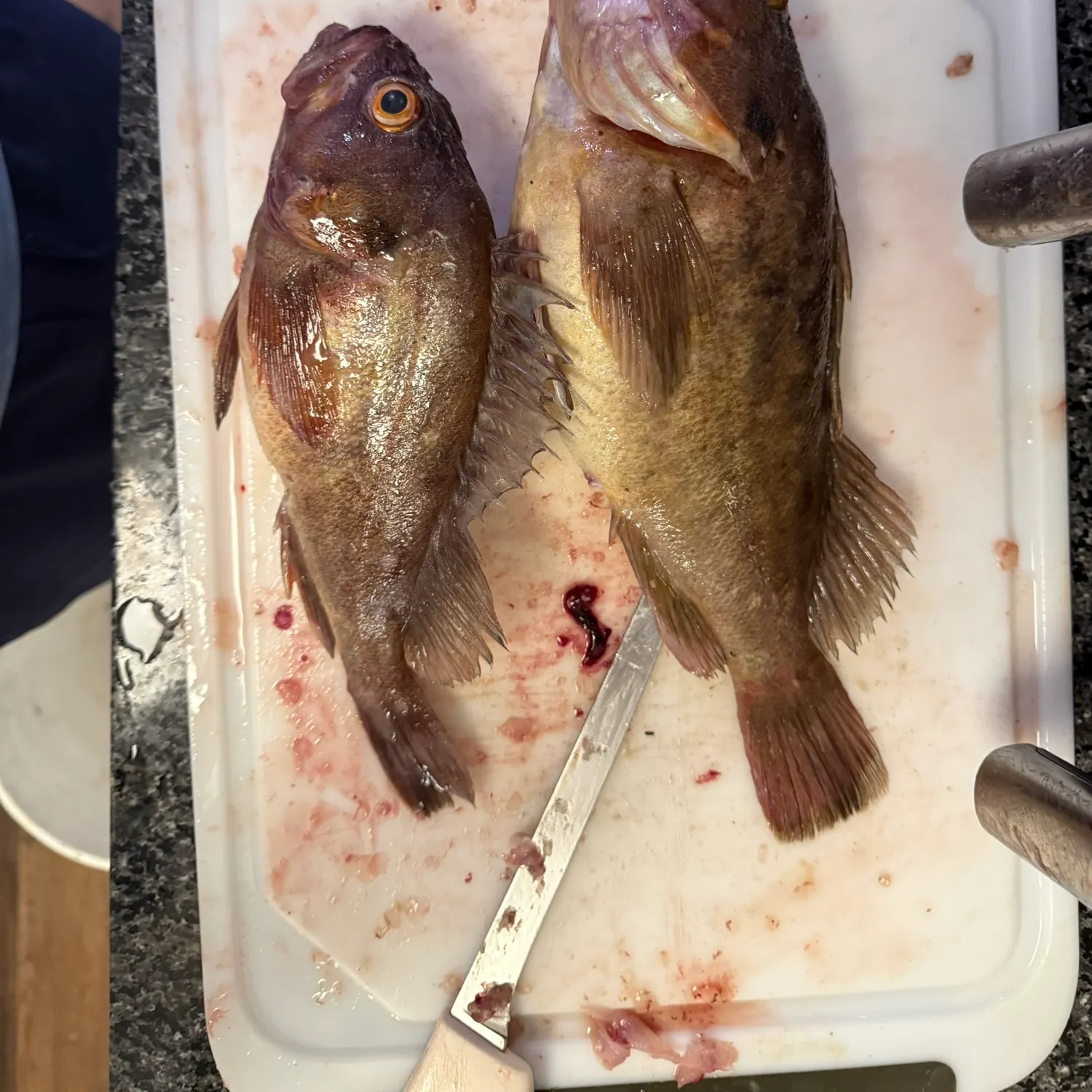 The most recent Brown rockfish catches on Fishbrain
