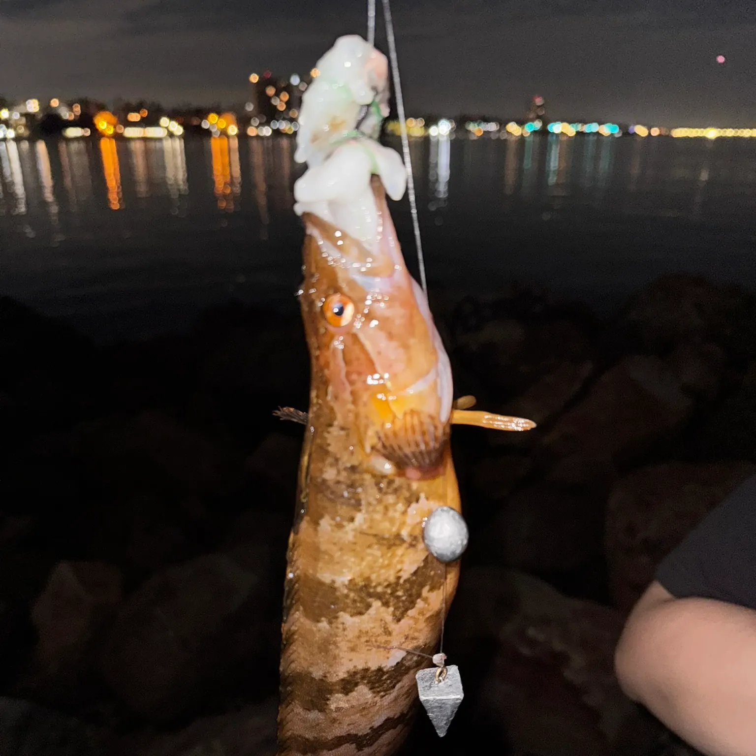The most recent Giant kelpfish catches on Fishbrain