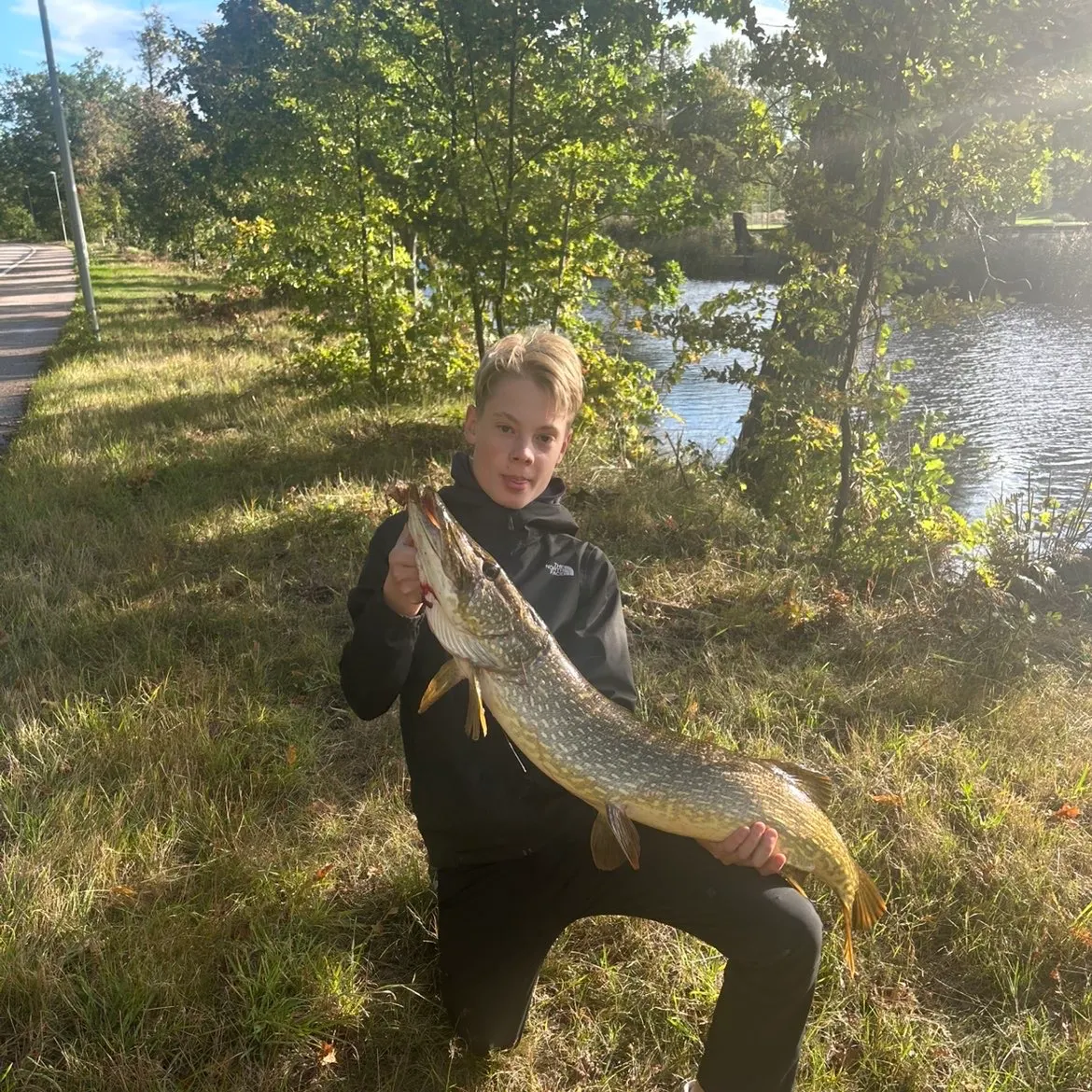 Fish caught on Fishbrain