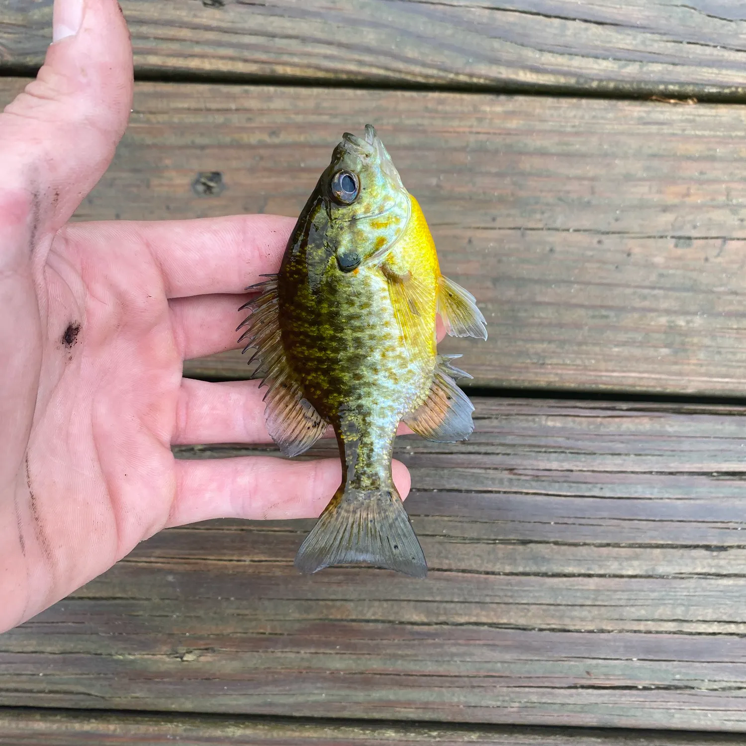 Bluegill caught on Fishbrain