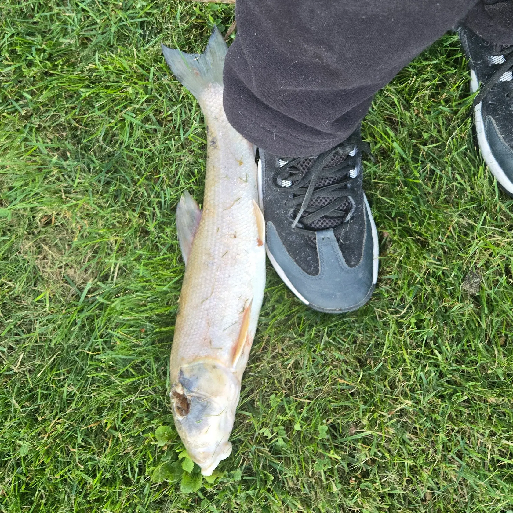 White sucker caught on Fishbrain