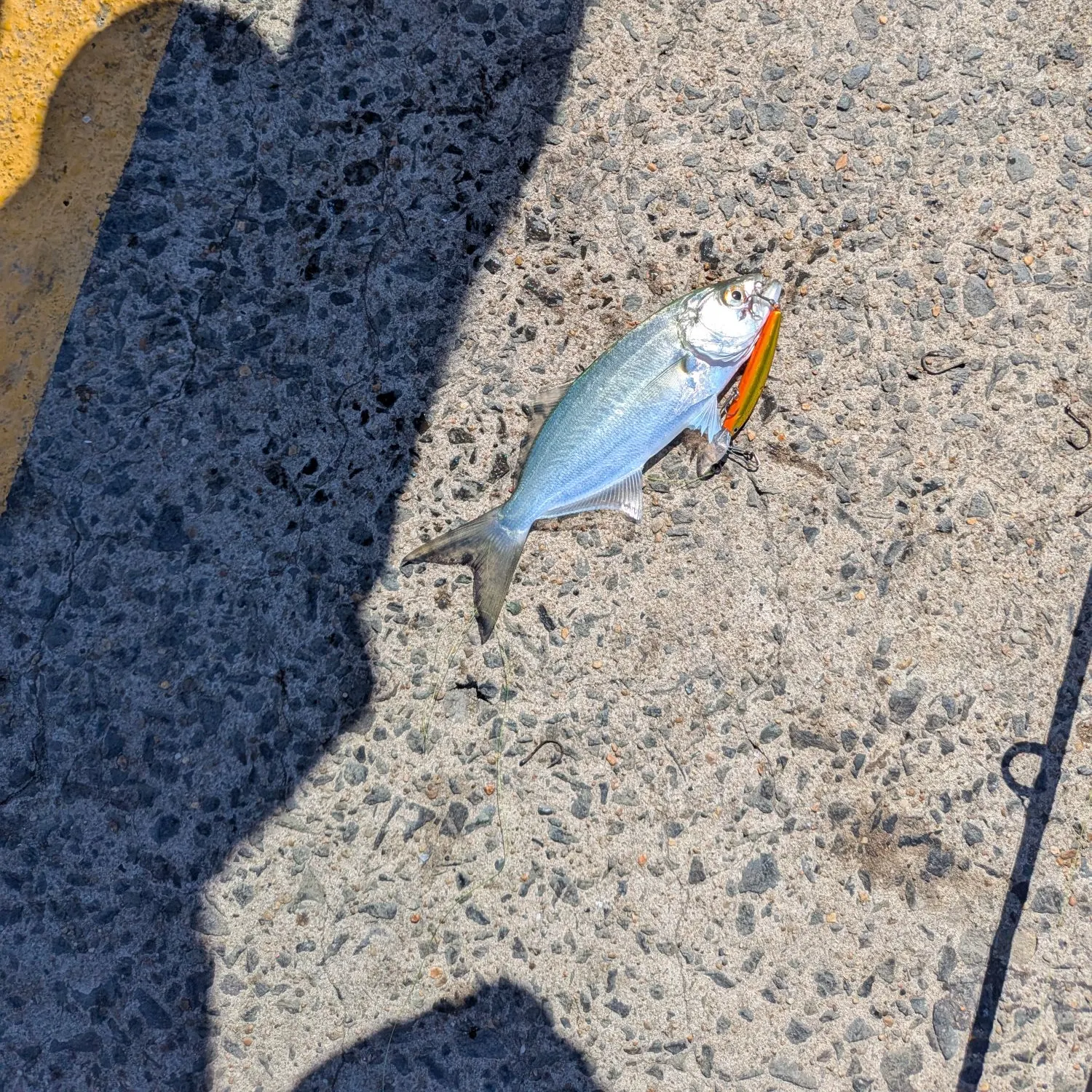 Bluefish caught on Fishbrain
