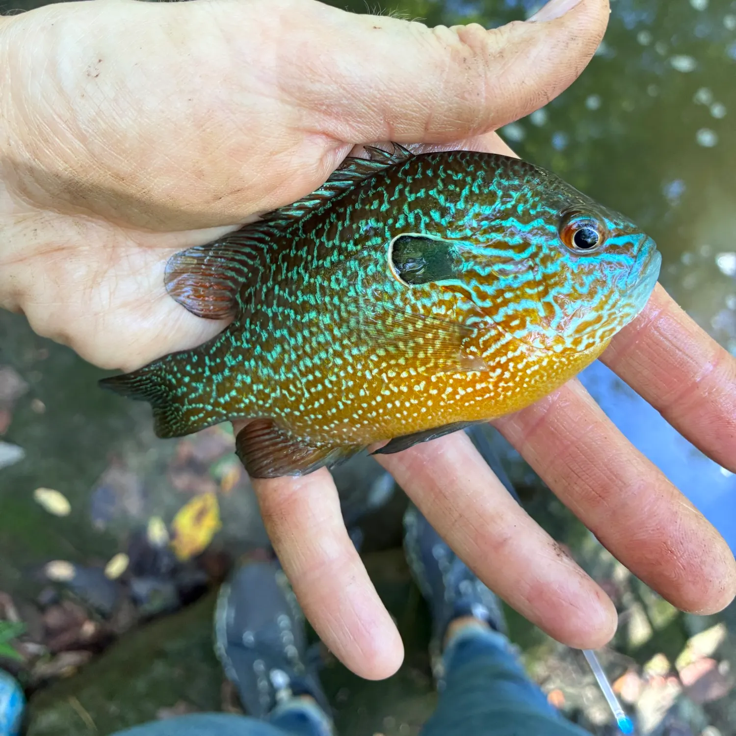 Longear sunfish caught on Fishbrain