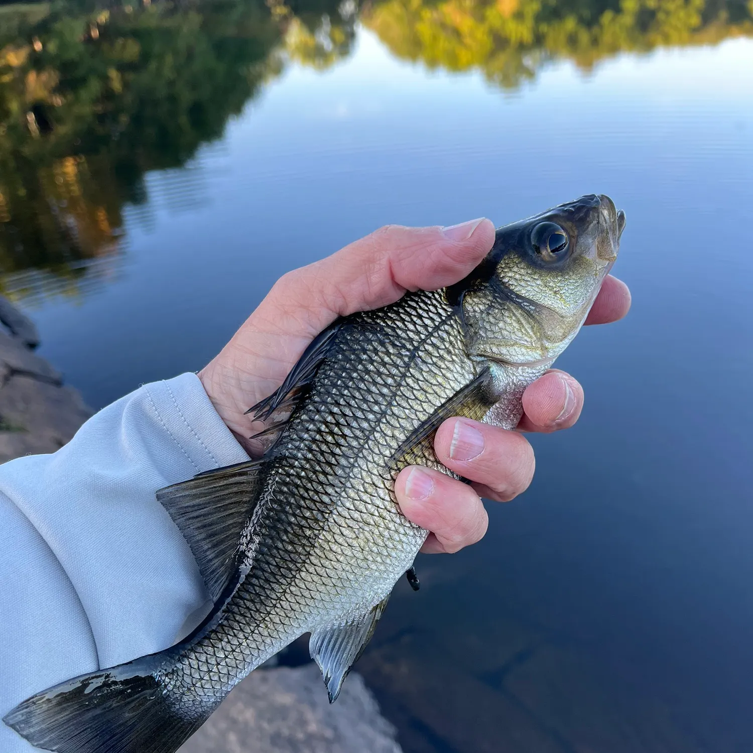 White perch caught on Fishbrain