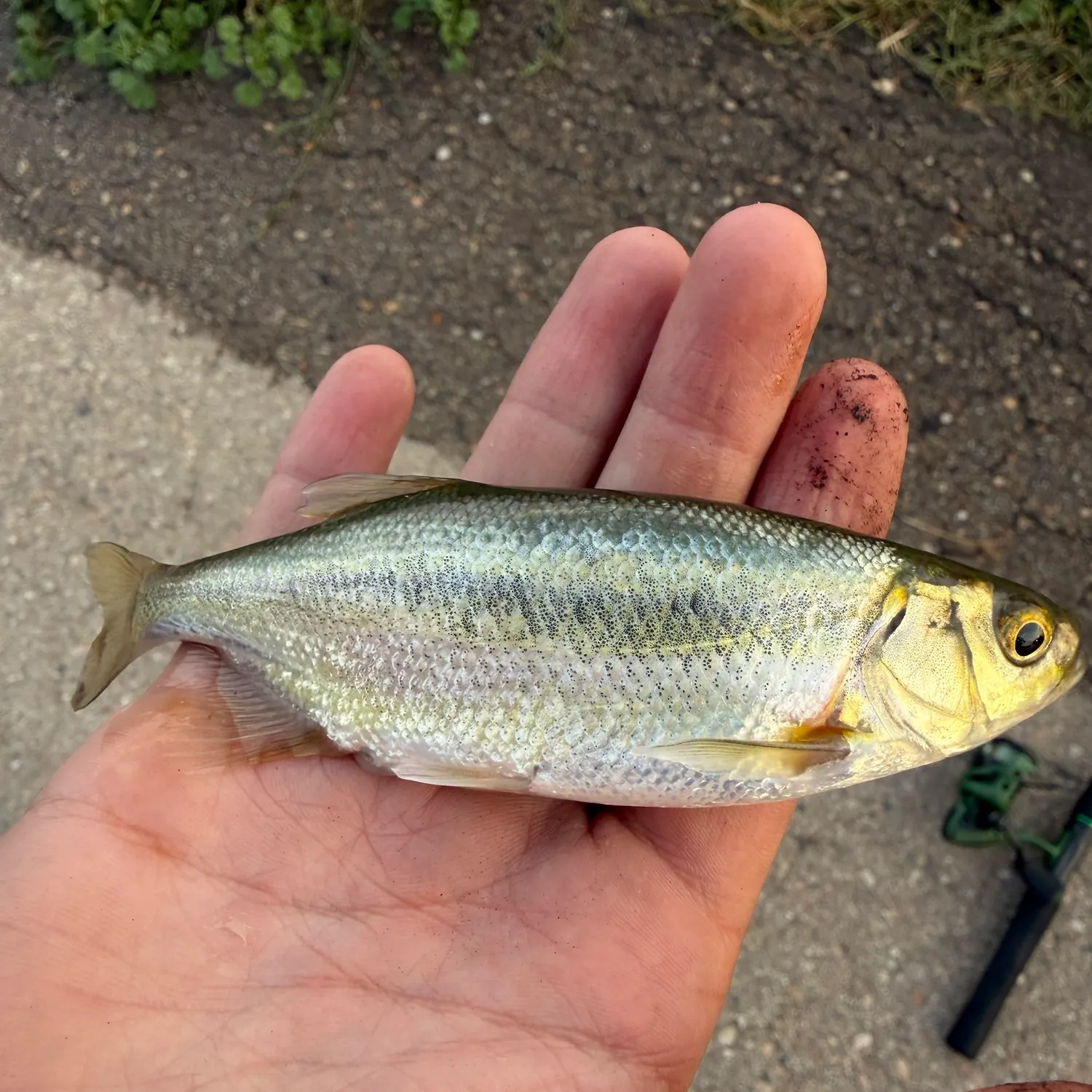 The most recent Redside shiner catches on Fishbrain