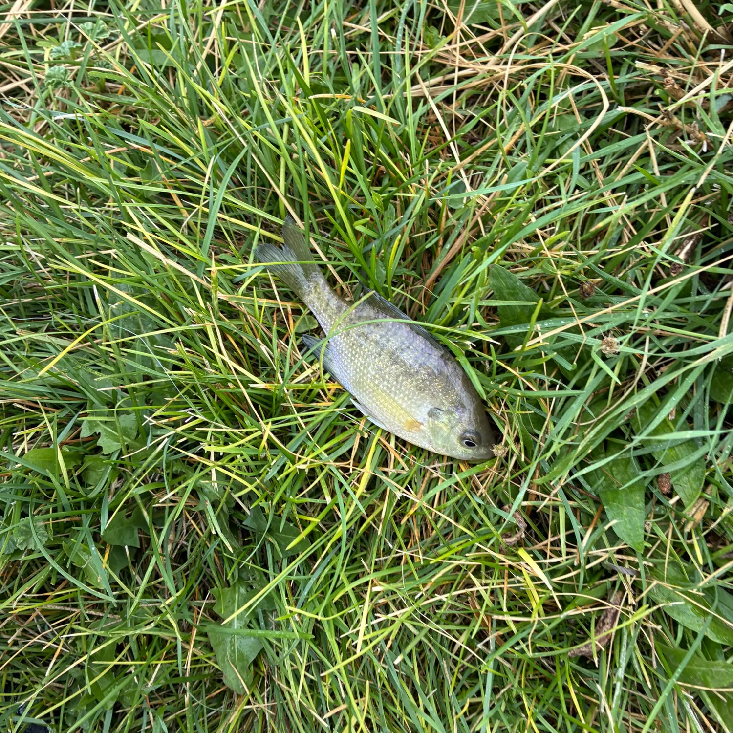 Bluegill caught on Fishbrain