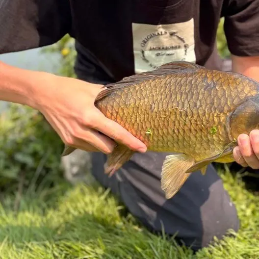 Crucian carp caught on Fishbrain