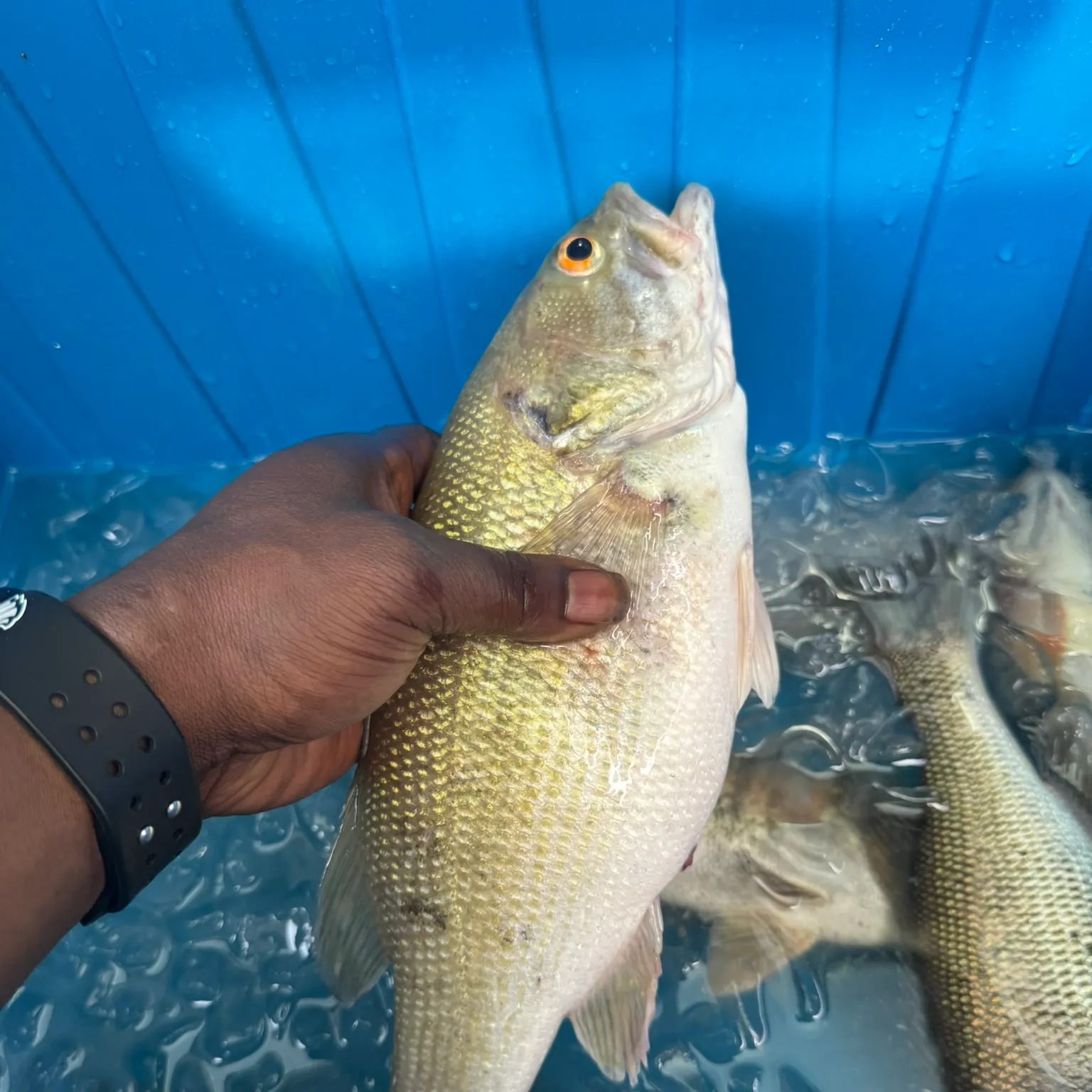 The most recent Spotted bass catches on Fishbrain
