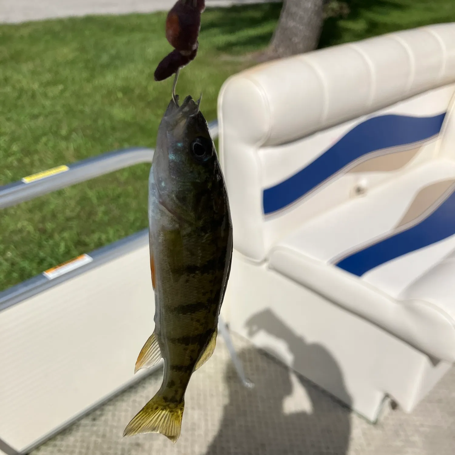 Yellow perch caught on Fishbrain