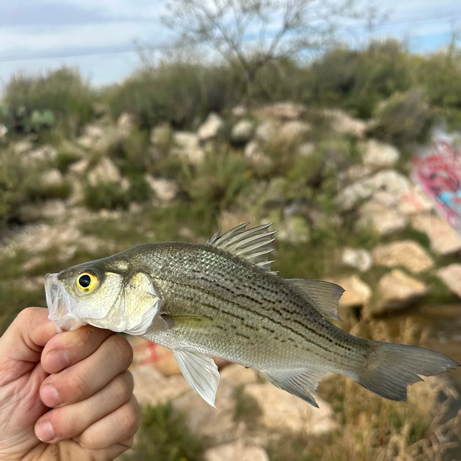White bass caught on Fishbrain
