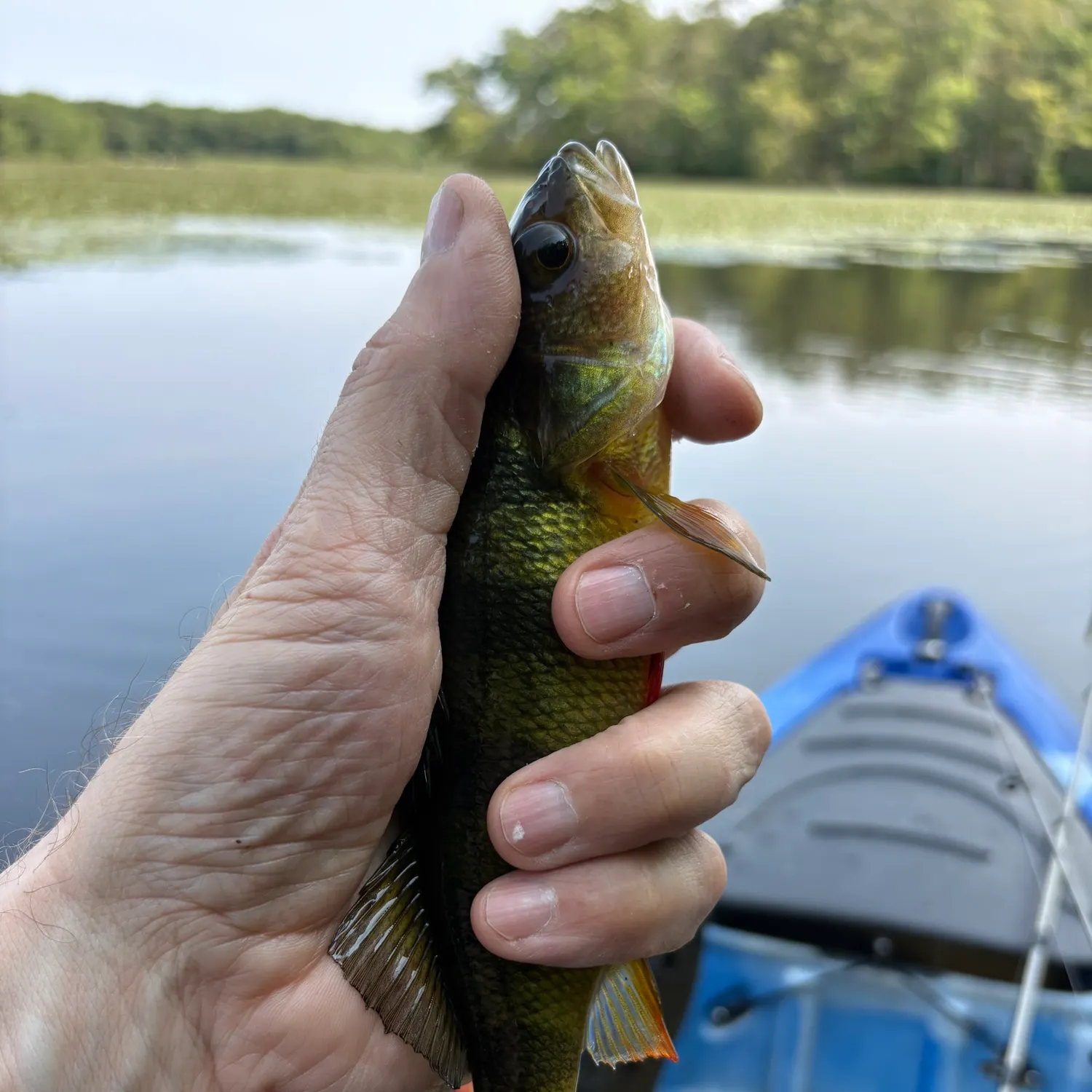 Yellow perch caught on Fishbrain
