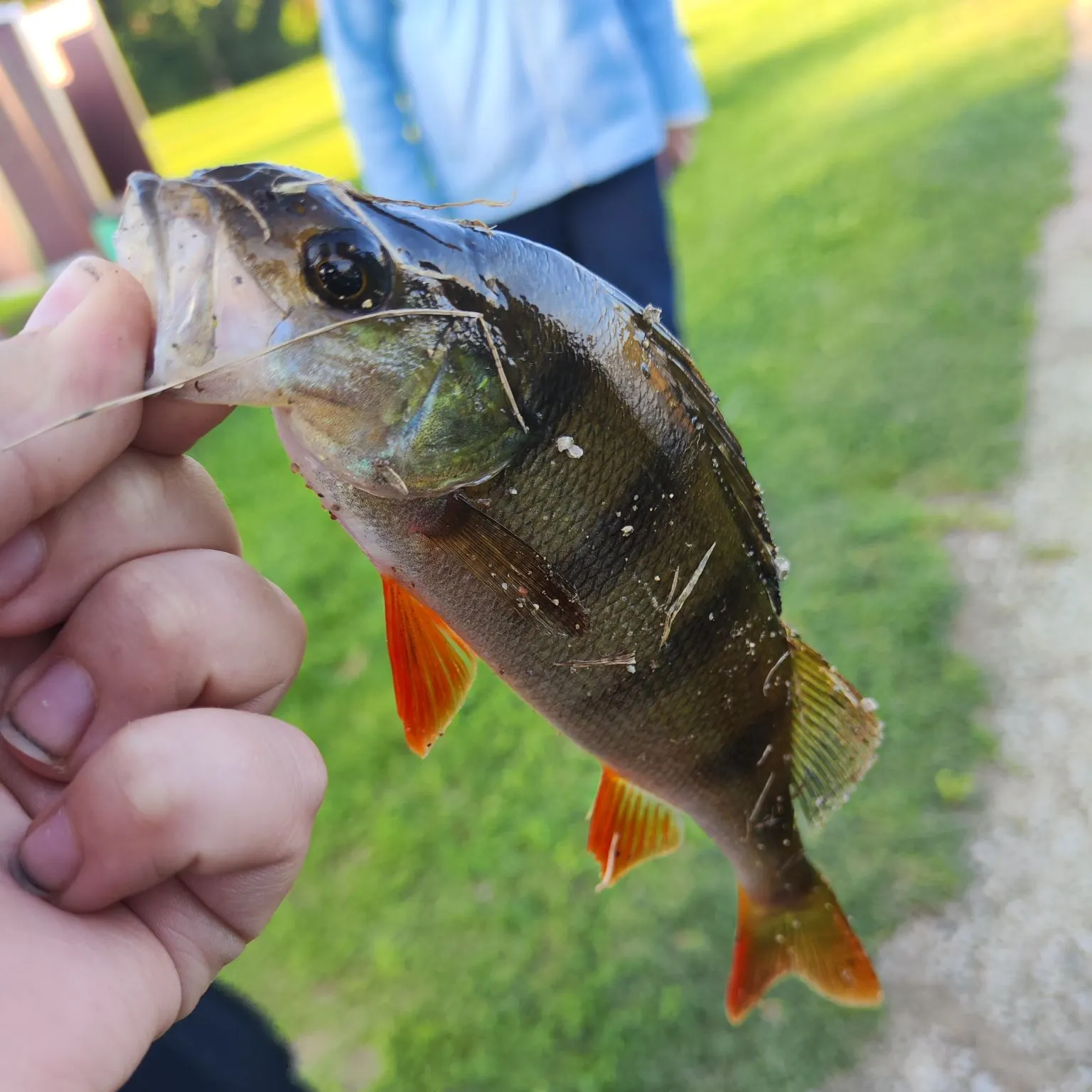 European perch caught on Fishbrain