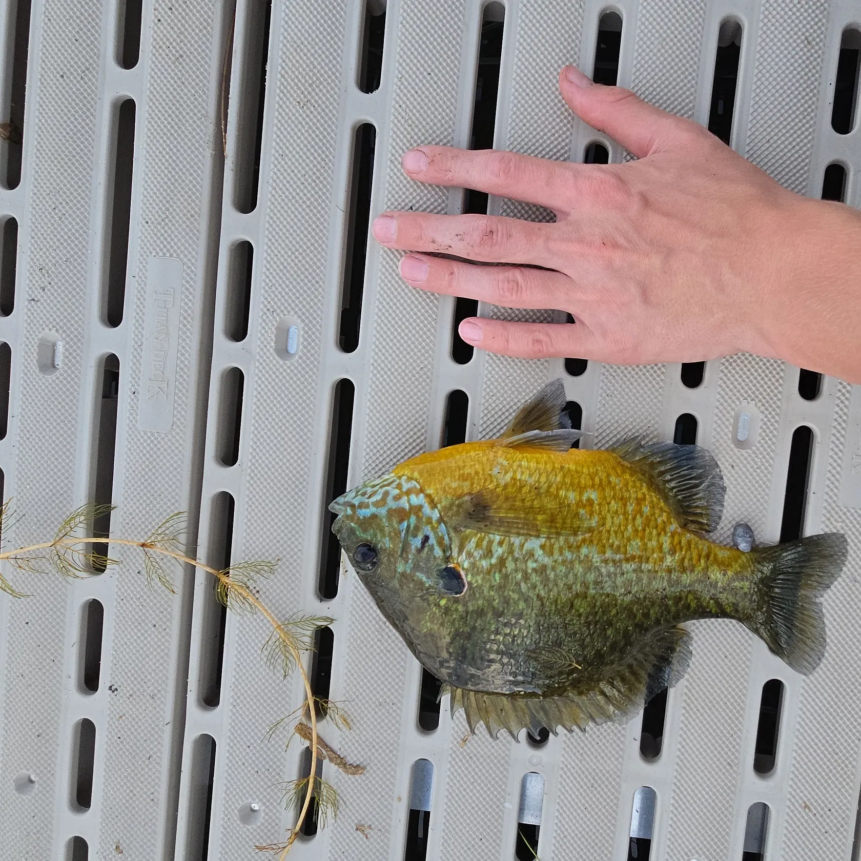 Greengill hybrid caught on Fishbrain