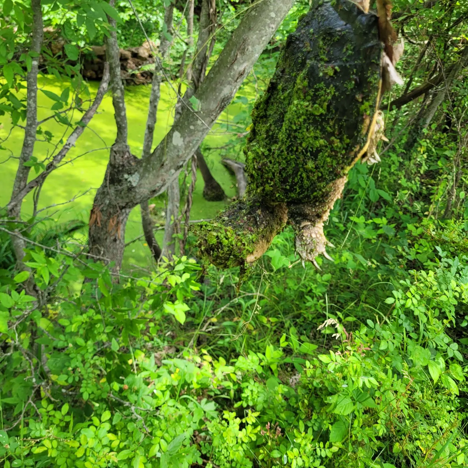 The most recent Alligator snapping turtle catches on Fishbrain