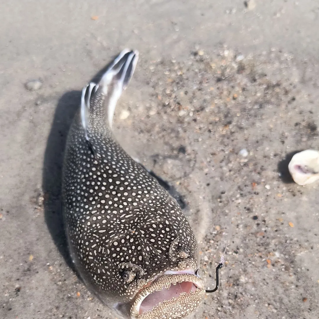 The most recent Southern stargazer catches on Fishbrain