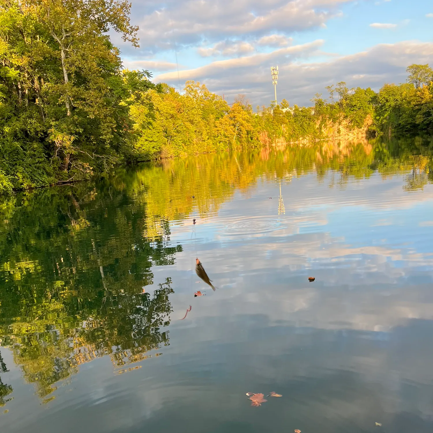Bluegill caught on Fishbrain