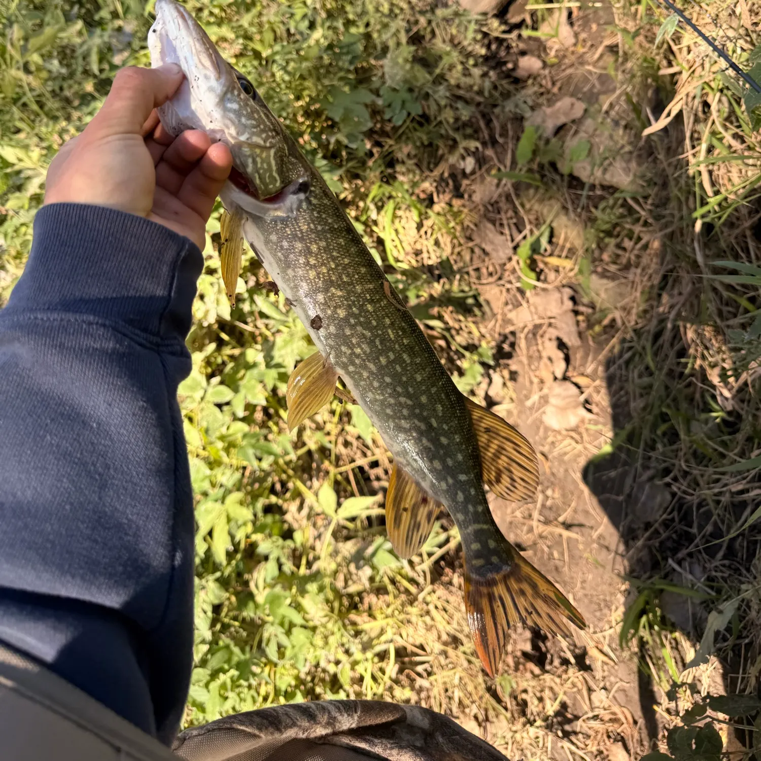 Northern pike caught on Fishbrain