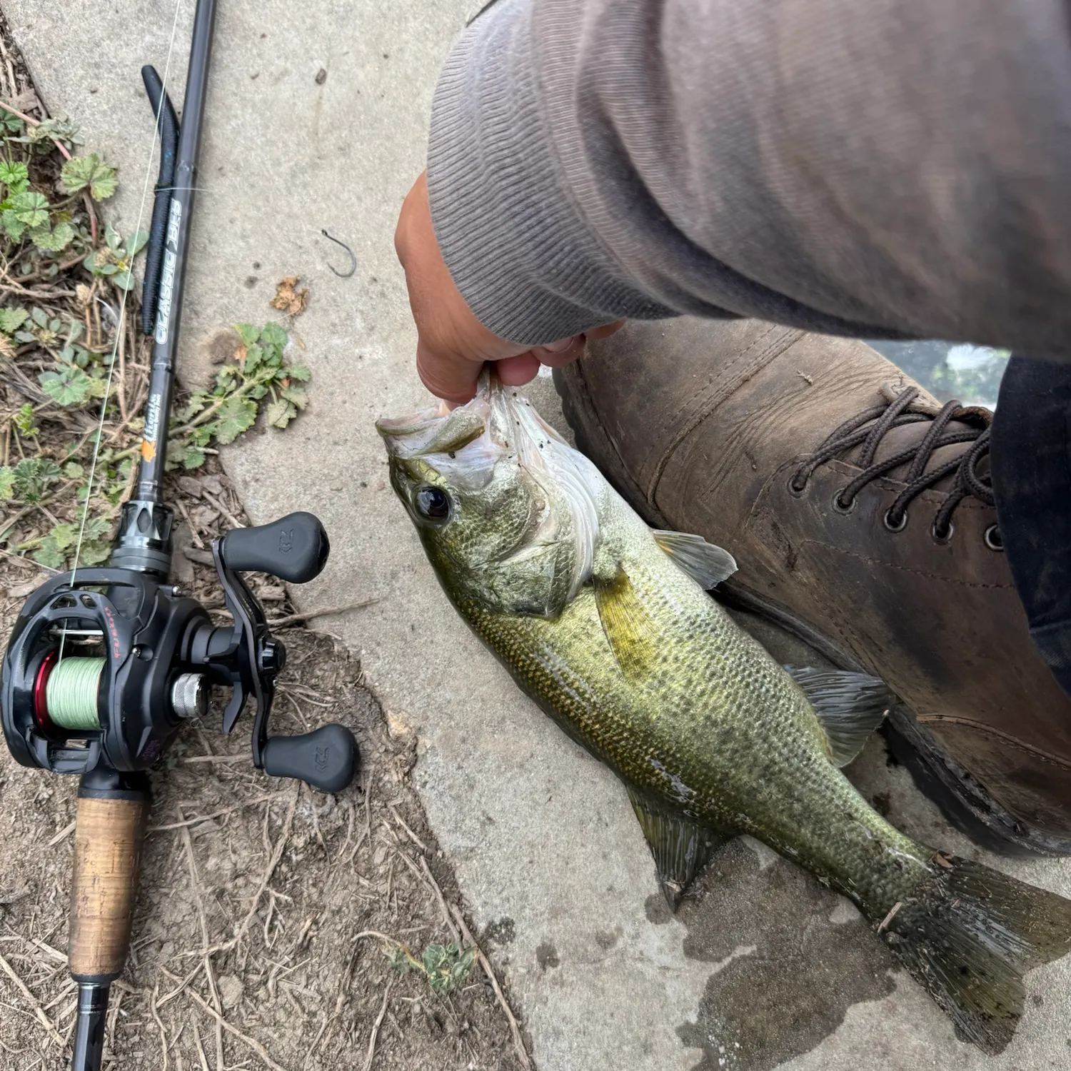 Largemouth bass caught on Fishbrain